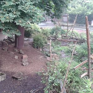 Spectacled bear enclosure