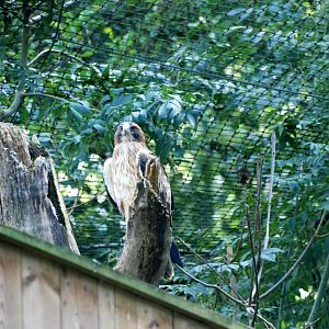 Booted Eagle at Pairi Daiza, 31/08/14