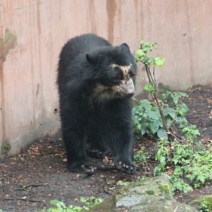 Young Spectacled bear