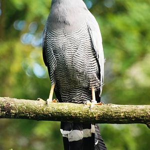 African Harrier Hawk at Pairi Daiza, 31/08/14