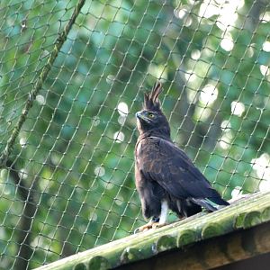 Long-crested Eagle at Pairi Daiza, 31/08/14