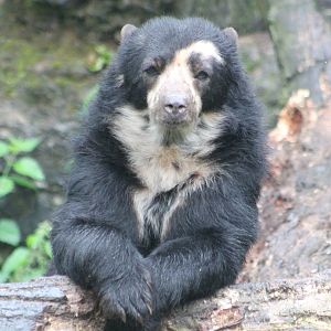 Spectacled bear
