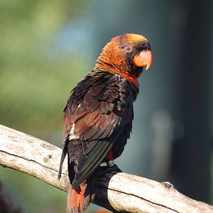 Dusky Lory at Pairi Daiza, 31/08/14