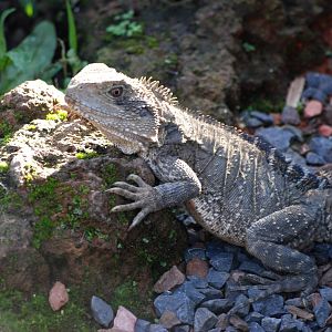 Australian Water Dragon at Pairi Daiza, 31/08/14