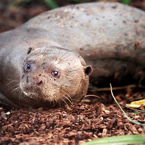 Giant Otter at Pairi Daiza, 31/08/14
