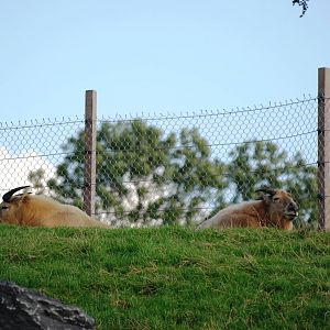 Golden Takins at Pairi Daiza, 31/08/14