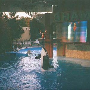 Circa 2000 - Shamu Show
