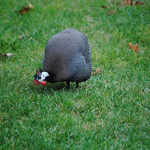 Helmeted Guineafowl