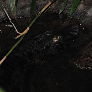 Yacare Caiman