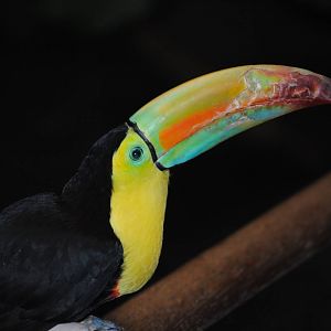 Keel-Billed Toucan