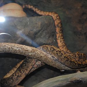 Amazon Tree Boas