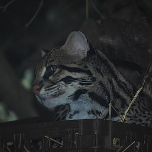 Brazilian Ocelot