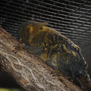 Pygmy Marmoset