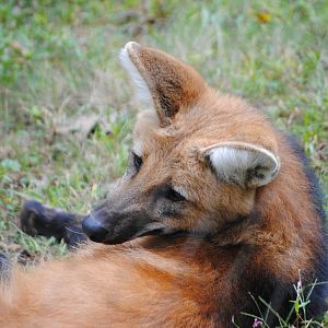 Maned Wolf
