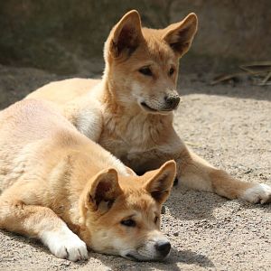 Two female dingo pups