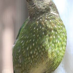 Green Catbird