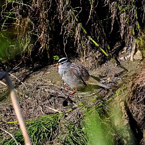 White-crowned Sparrow - Alaska