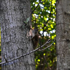 American Red Squirrel - Alaska