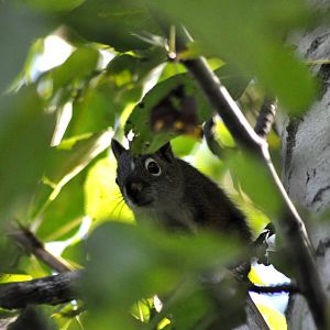 American Red Squirrel - Alaska