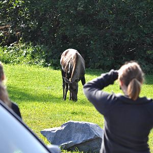 Moose Cow and Calves - Alaska