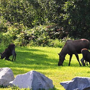 Moose Cow and Calves - Alaska