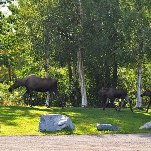 Moose Cow and Calves - Alaska