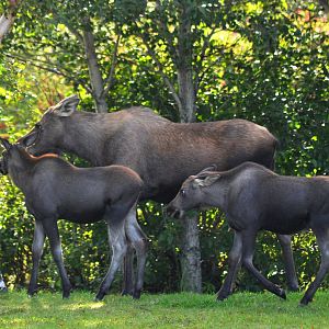 Moose Cow and Calves - Alaska