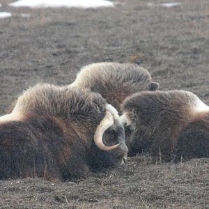 Musk Oxen - Alaska