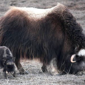 Musk Ox Cow and Calf - Alaska