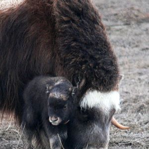 Musk Ox Cow and Calf - Alaska