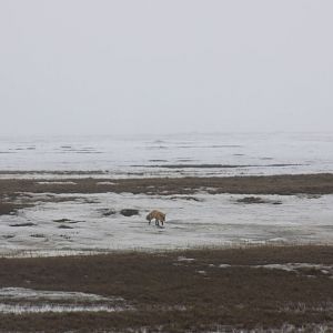Red Fox - Alaska