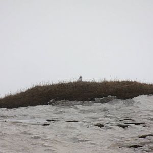 Snowy Owl - Alaska