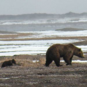 Brown Bear Sow and Cub - Alaska