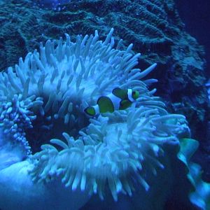 Clownfish and sea anemone