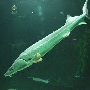 Sturgeon