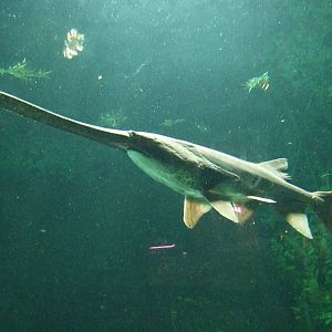 Paddlefish