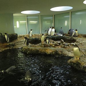 Penguin enclosure