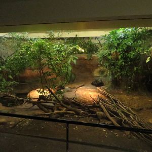 Vivarium - Teju terrarium