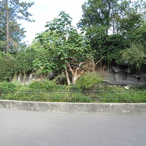 Malayan bear enclosure
