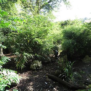 Pygmy hippo outdoors