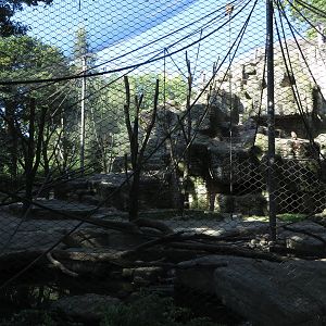 Macaque rock