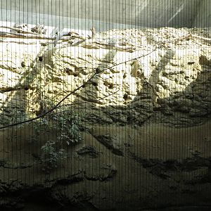 Etosha house - bee-eater exhibit