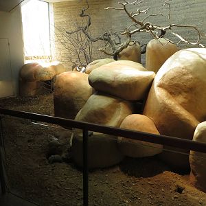 Etosha house - meerkat indoors