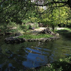 Common hippo outdoors