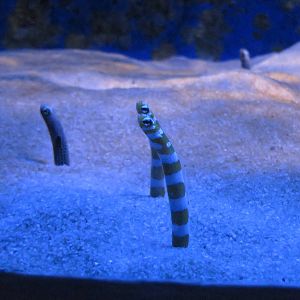 Garden eels