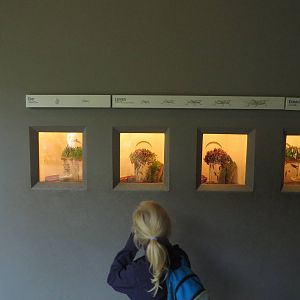 Etosha house - grasshoppers