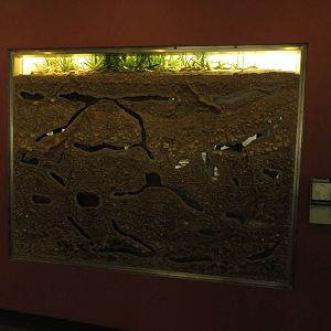 Etosha house - mole rats