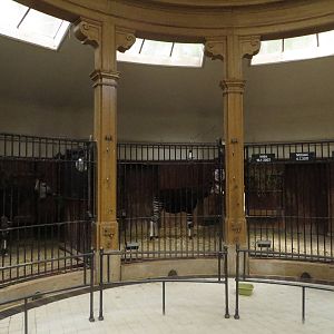 Antelope house - okapi indoors
