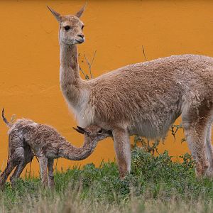 Vicuna : Twycross : 19 Sep 2014
