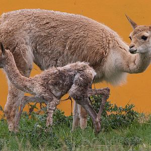 Vicuna : Twycross : 19 Sep 2014